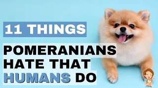 11 Things Pomeranians Hate That Humans Do