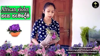 අප්‍රිකානු වයලට් එක ශාකයකින් පැළ ගොඩක් / African violet care tips / How to grow African violet 2022