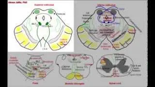 Midbrain, simplified sections of internal structure