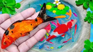 Wow !! Serok ikan hias warna-warni, ikan koi lucu, ikan mas koki, ikan gurami, ikan komet, kura-kura