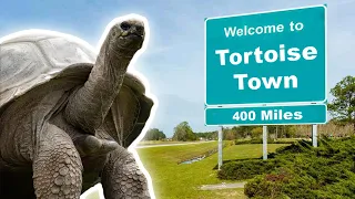 Creating A Tortoise Utopia In Planet Zoo