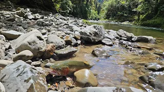 Moanui - Kahunui-Makakoere-Tawa, Tramp and fish.