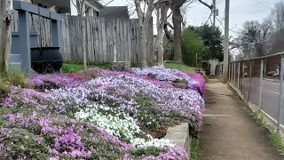 Creeping Phlox