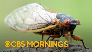 Climate change could be impacting emergence of cicadas