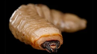 4 Deadly Parasites That Are Found In Fast Food