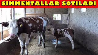 SIMMENTAL Sigir🐄 va Buzoqlar SOTILADI 💵