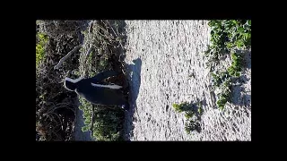 Jackass penguins at Boulders beach