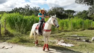 Como Acalmar um Cavalo Agitado