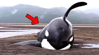 Dying Killer Whales Got Stuck and Cried，When Rescuers Arrived, Something Incredible Happens