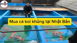 Đi mua cá koi Khủng tại Nhật Bản