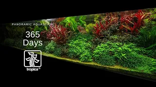 Stunning Panoramic Aquascape | 3m or 10 feet long planted Aquarium | 1 Year Old!