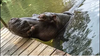 Talking to Jessica the Hippo