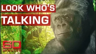 Koko the talking gorilla | 60 Minutes Australia