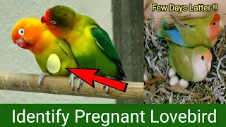 Pregnant Lovebird Signs