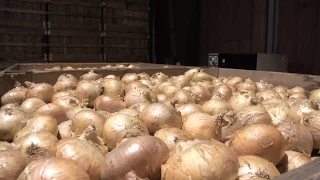 How Has The 2015 Vidalia Onion Crop Turned Out?