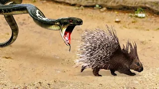 Snake Immediately Regretted Having Eaten the Porcupine