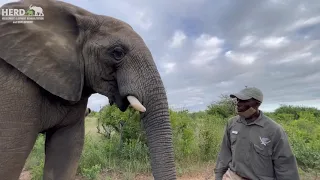 How to Distinguish Between Female and Male Elephants