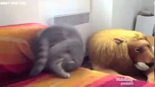 Funny cats compilation 2013 Нарезка приколов с котами