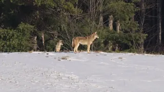 This explains a bit why Shayree was holding back a bit on the skate - we were being watched!