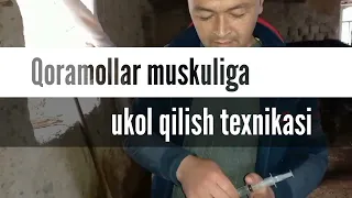 QORAMOLLAR MUSKULIGA UKOL QILISHDA ESDAN CHIQARMANG!!!