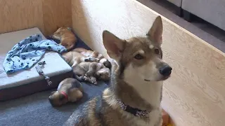 First Canadian litter of Northern Inuit dogs born in Niagara Falls