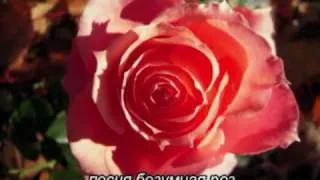 Песня безумная роз. Памяти Андрея Вознесенского
