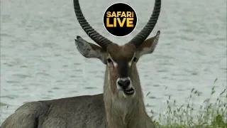safariLIVE - Sunset Safari - January 19, 2019
