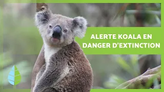 KOALA en DANGER D'EXTINCTION 🐨⚠️ (Causes et que faire)