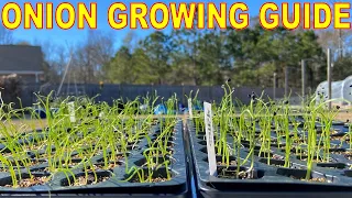 Complete Guide To GROWING ONIONS From Seed [BETTER Than Onion Sets]