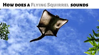 How does a Flying Squirrel sounds