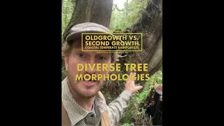 Oldgrowth vs Secondgrowth Forests: Diverse Tree Morphologies