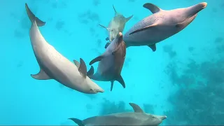 berührendes Delphin Video