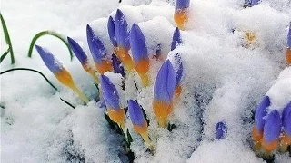 А ПОД СНЕГОМ ДЫШИТ ВЕСНА (SPRING)