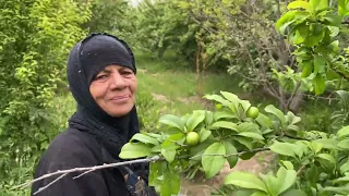 ريف العراق صلاح الدين ناحية الحجاج كوجه عراقيه Rural Iraq, Salah al-Din, al-Hajjaj district