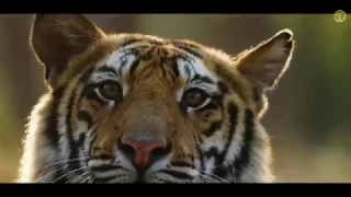 Bandhavgarh National Park And Tiger Reserve | Madhya Pradesh | MP Tourism