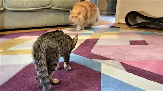 Maine Coon and Savannah Meet For The First Time