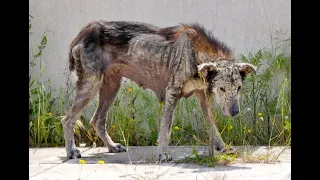 СОБАКА БЫЛА ТРАГИЧЕСКИ БРОШЕНА И ПРЕВРАТИЛАСЬ В «МОНСТРА»...