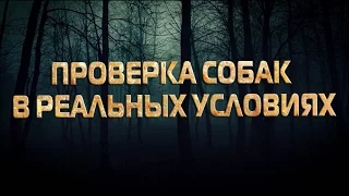 Проверка собак  на защиту хозяина В РЕАЛЬНЫХ УСЛОВИЯХ!