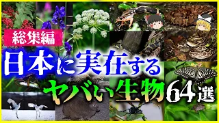 【ゆっくり解説】【総集編】日本の「ヤバい生物」64選を解説/三大毒草、三大怪魚、毒蛇、虫他【作業用】【睡眠用】