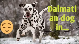 The truth about Dalmatians | Beautiful dog breed 2