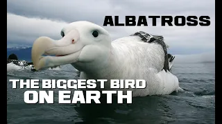 10 Albatross Facts - The Biggest Flying Bird on Earth - Animal a Day A Week