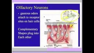 Smell sense video lecture