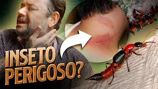 O INSETO MAIS TEMIDO DA AMAZÔNIA! | RICHARD RASMUSSEN