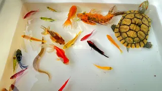Catch Beautiful Ornamental Fish, Betta, Oranda, Angel, Koi, Tetra, Radtang, Molly, Spadefish, turtle