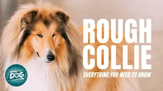 Rough Collie 101: Everything You Need To Know