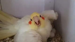 cockatiels hatching  🥚 eggs 🥚