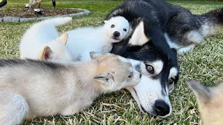 Moon Thinks He’s the Abandoned Puppies’ Father