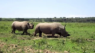 Встреча белого и черного носорогов в Кении. Тайный Меридиан - www.exotravel.ru