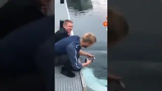 Guy drops his phone but this beluga whale takes care of the business