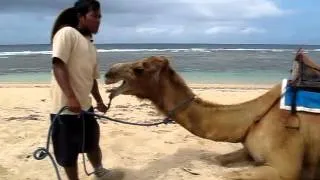 Camel Bellowing